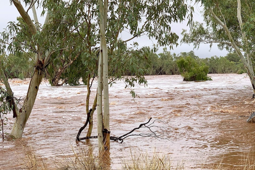 Fast-flowing floodwaters through trees into Cloncurry Dam, east of Mount Isa.