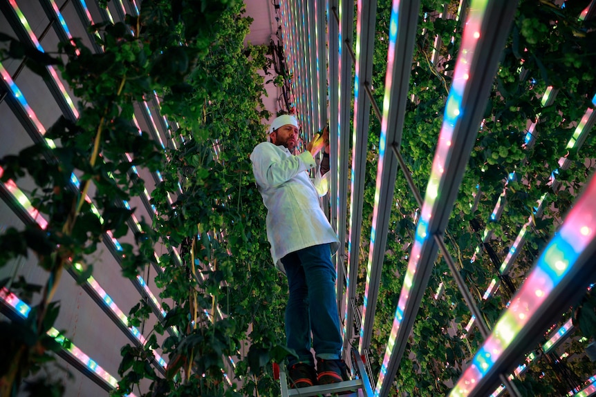 A man on a ladder next to hop plants growing surrounded by multi-coloured lights.