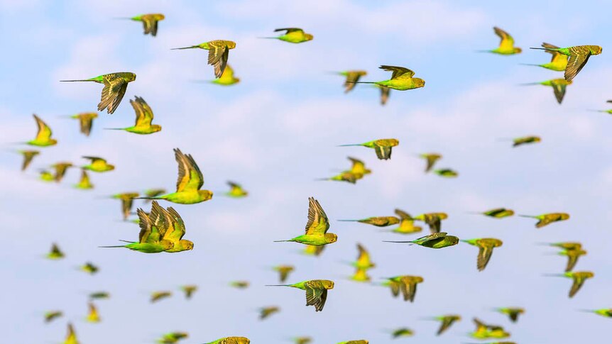 Thousands of budgerigars