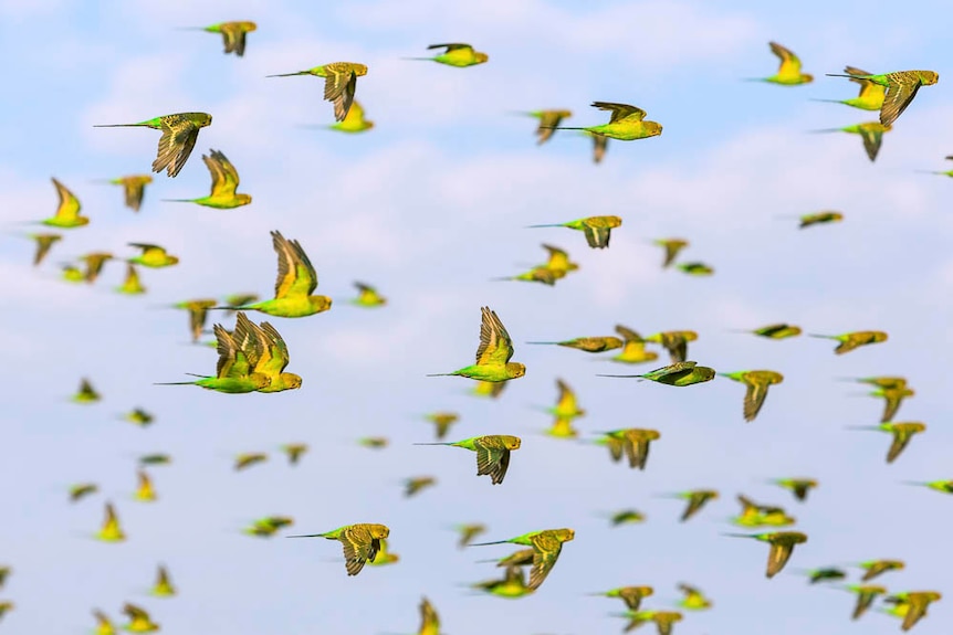 Thousands of budgerigars