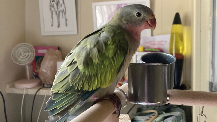 green parrot with pink belly sitting on perch in room with lava lamp and finger painting in background