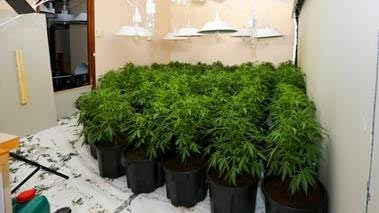 Hacket grow house