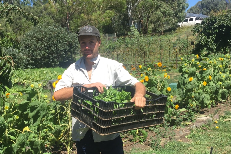 A man holds a crate of greens in an urban farm where he volunteers, to garden while renting.