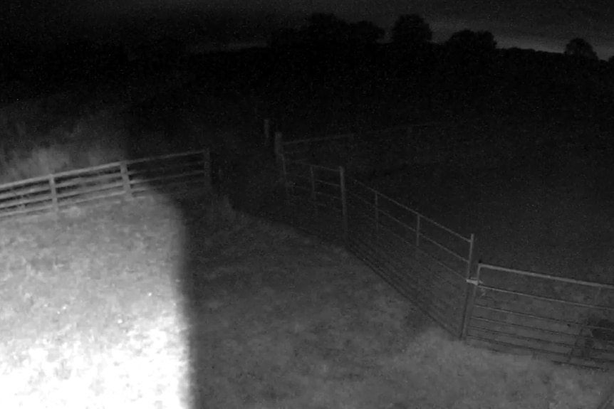 Imagen fija en blanco y negro de un corral de animales por la noche.