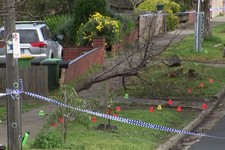 A tree knocked down and surrounded by police crime scene markers.