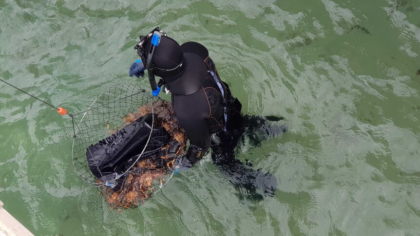A man in a wetsuit, snorkel and mask emerges from blue-green water holding a basket of crabs.