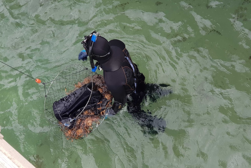 A man in a wetsuit, snorkel and mask emerges from blue-green water holding a basket of crabs.