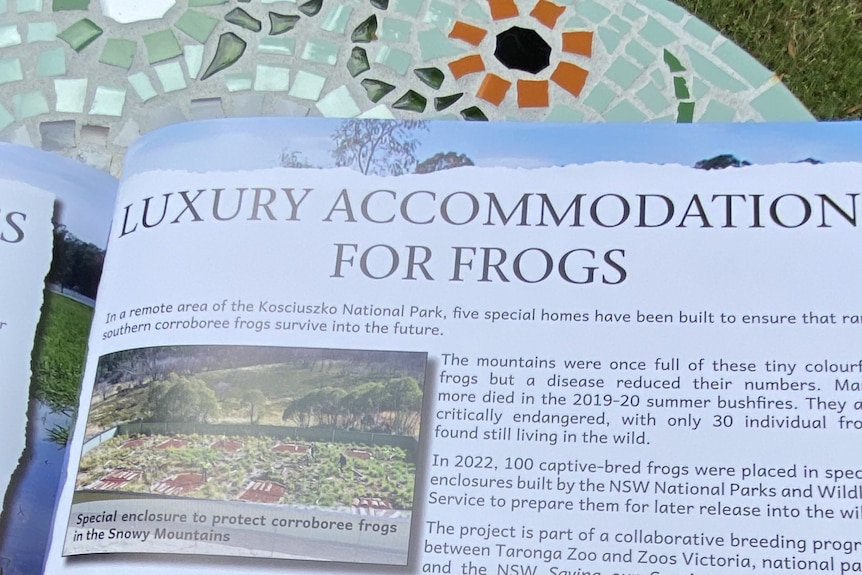 A title and some writing within the children's book in question. The title is 'Luxury Accomodation for Frogs' 