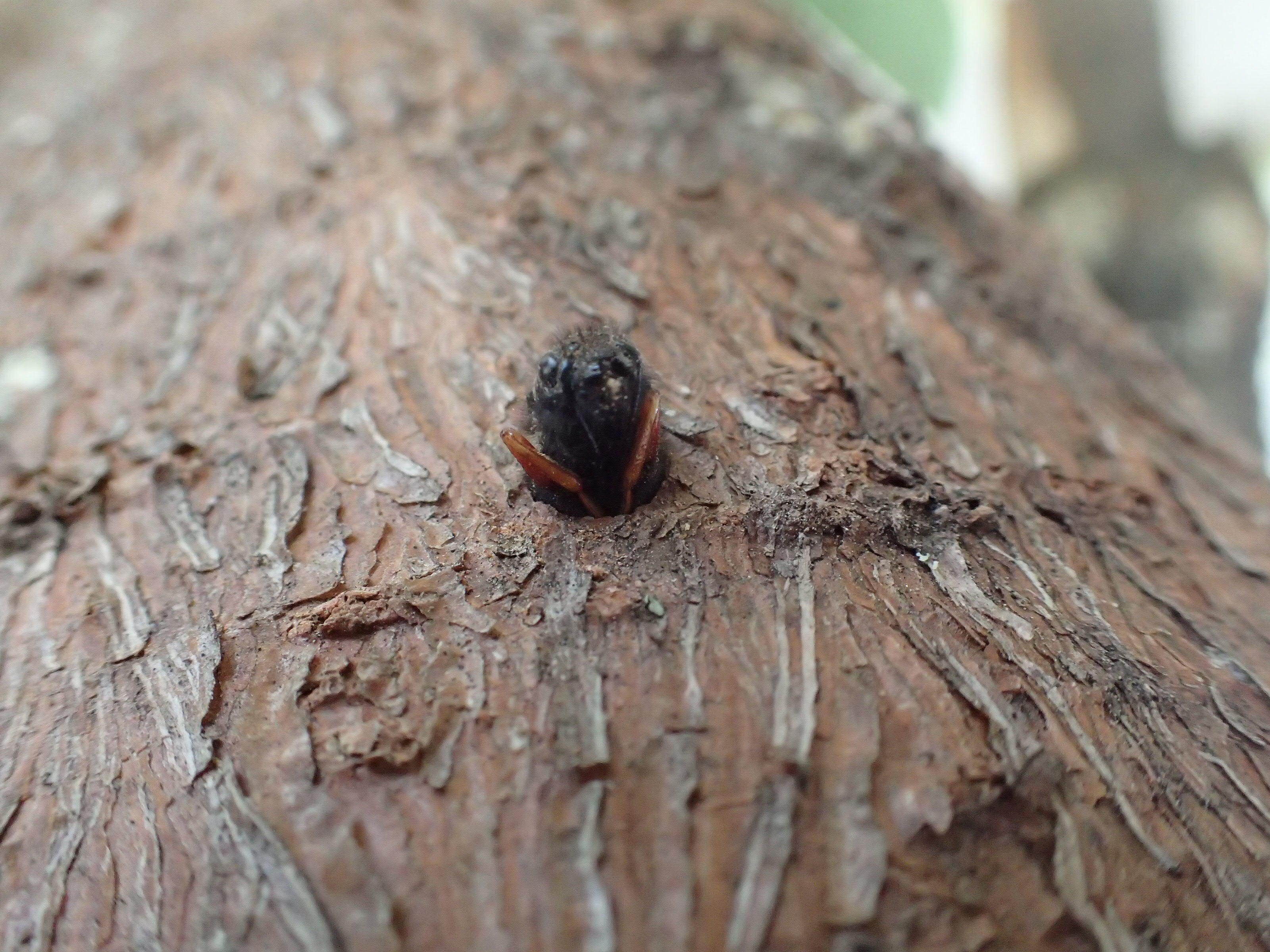 Sirex wasp on tree bark