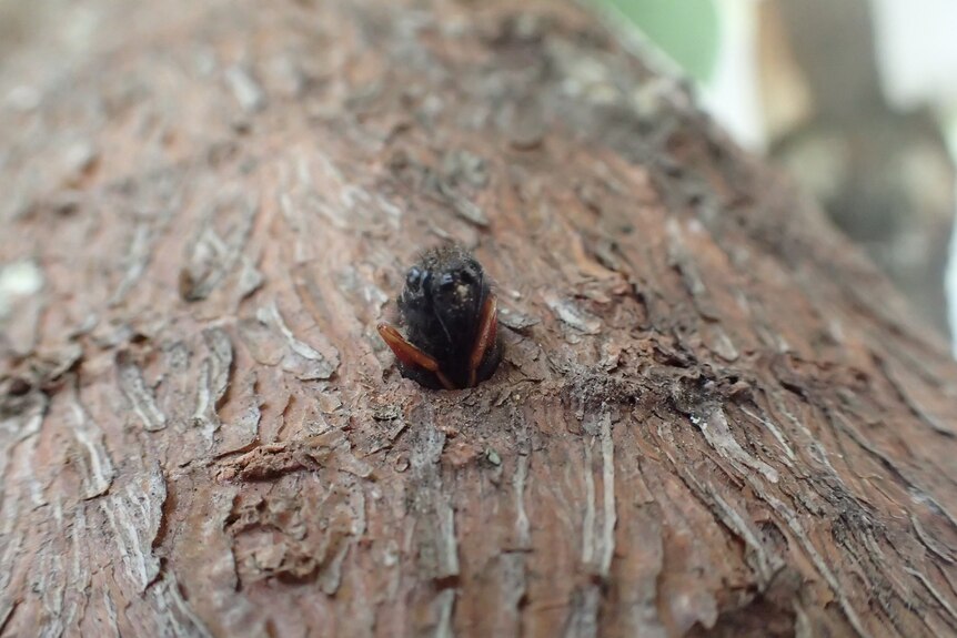 Sirex wasp on tree bark