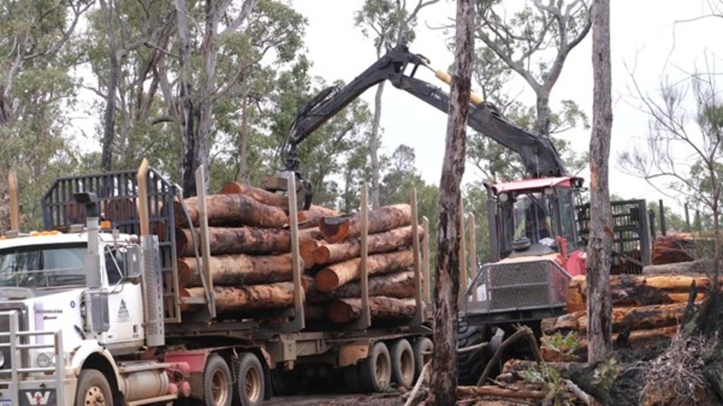 Time's Up: Big changes ahead for WA's native timber industry - ABC News