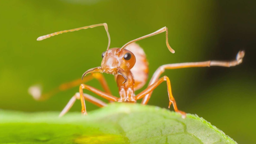 A fire ant stands on a green leaf.