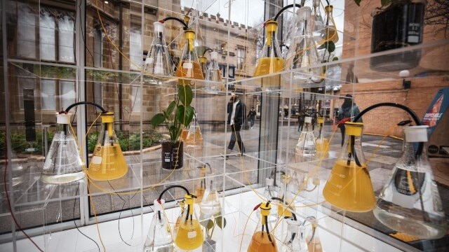 Beakers filled with yellow liquid on glass shelves.