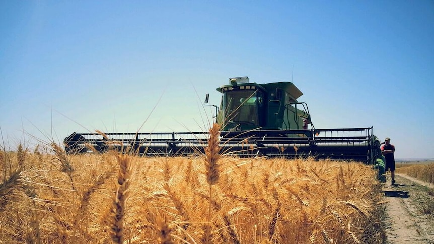 Harvesting wheat at Meckering