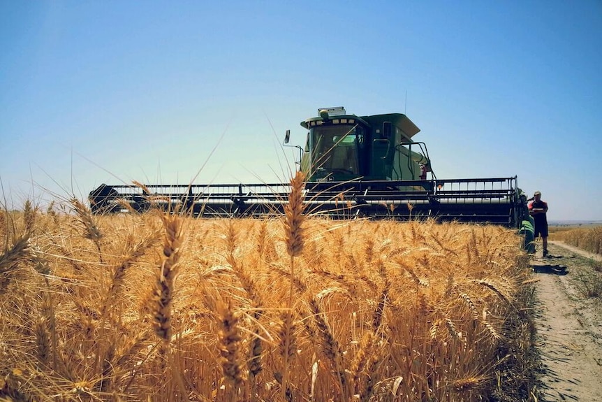 Harvesting wheat at Meckering WA.