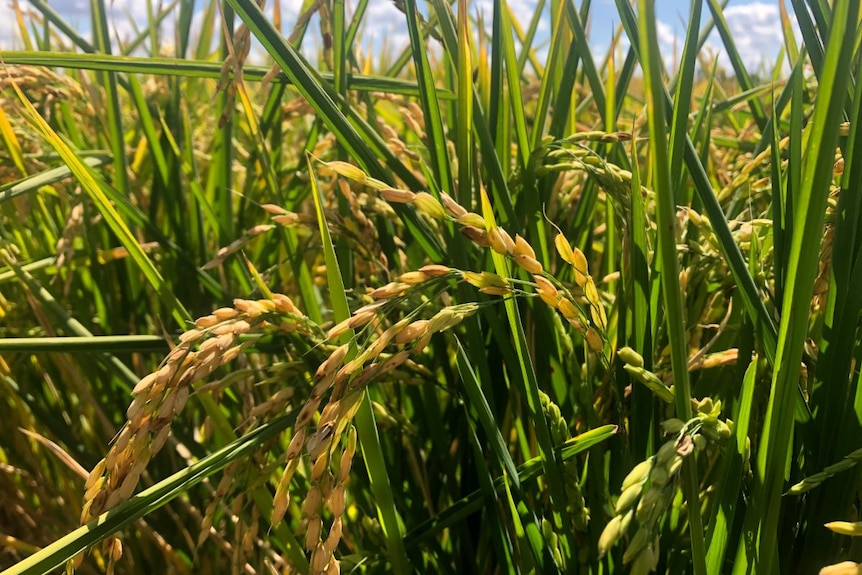 Close-up short of rice in a paddy.