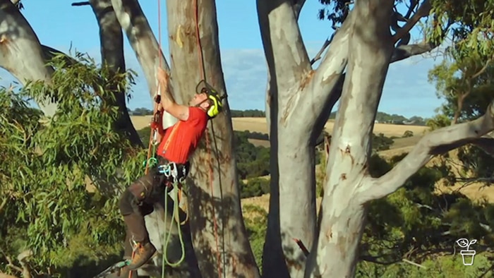 Man climbing a tall eucalyptus tree with an arborist's harness
