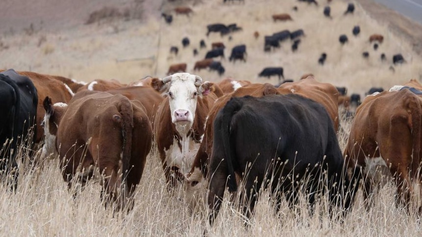 Cows graze in long grass on a roadside.