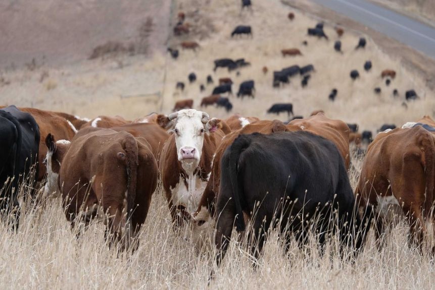 Cows graze in long grass on a roadside.