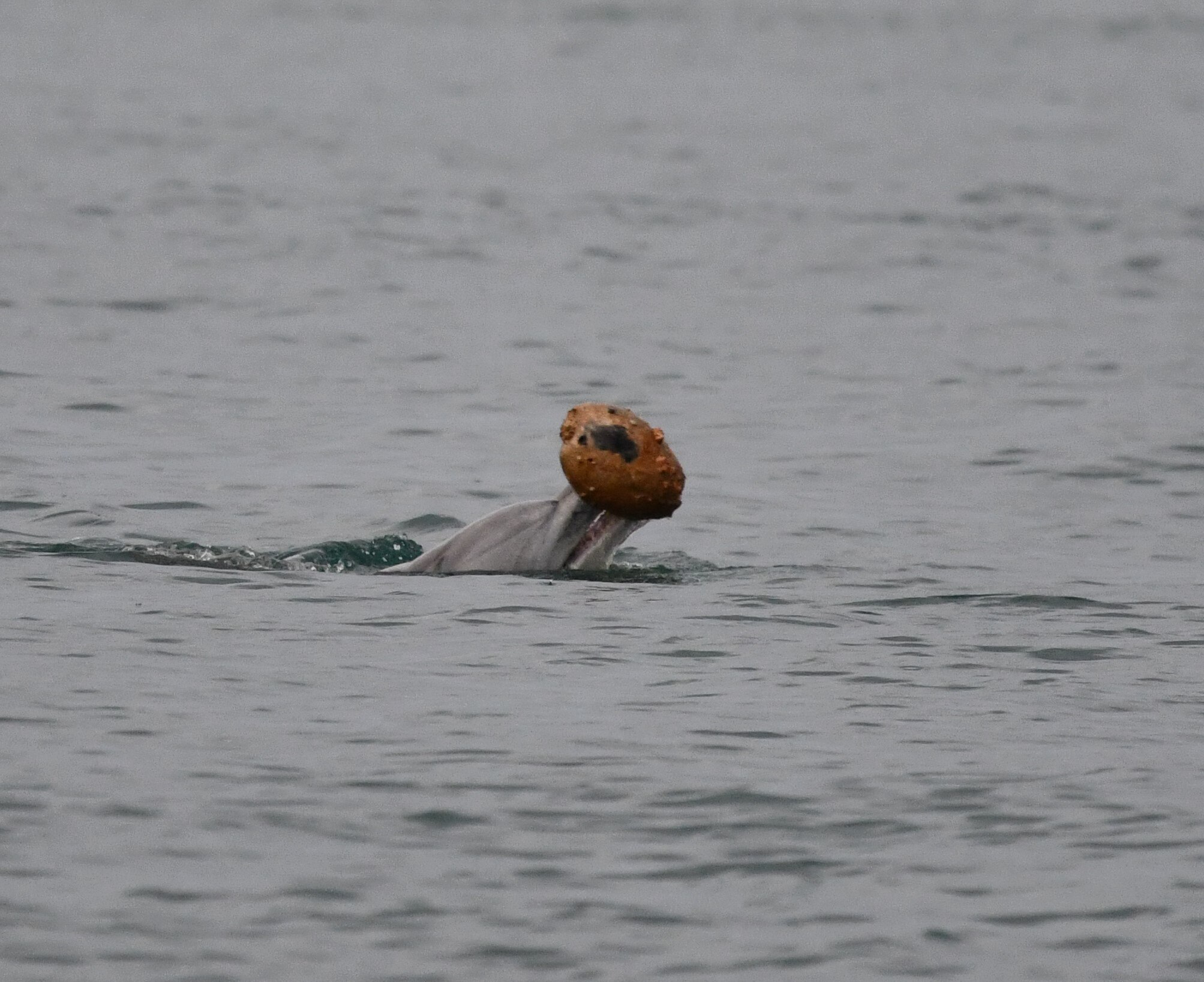 dolphin above the water with a large shell.