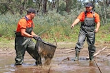 Albury and District Local Aboriginal Land Council team members catching pest European Carp at Norman's Lagoon in Albury