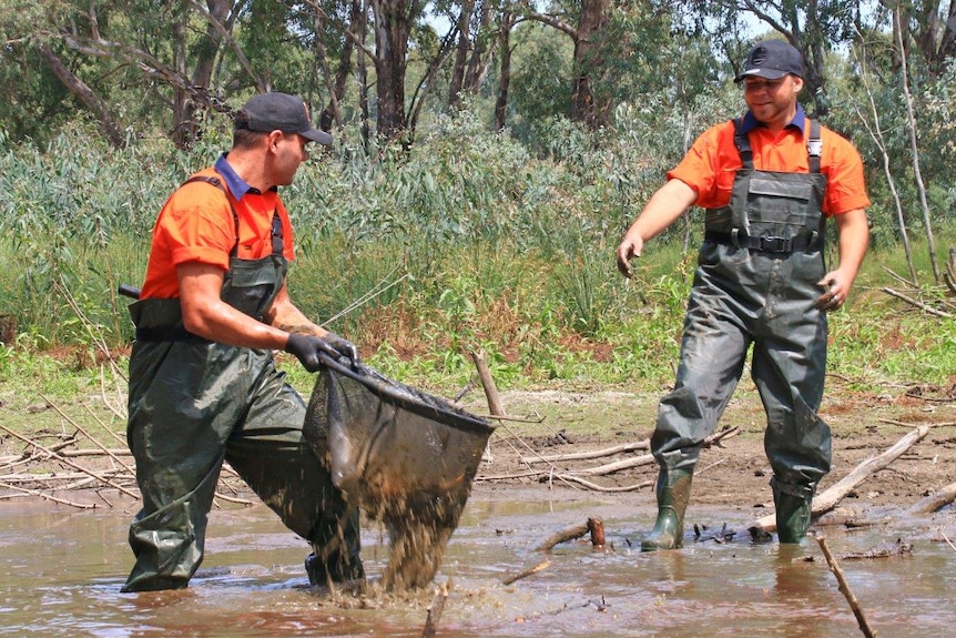 Albury and District Local Aboriginal Land Council team members catching pest European Carp at Norman's Lagoon in Albury