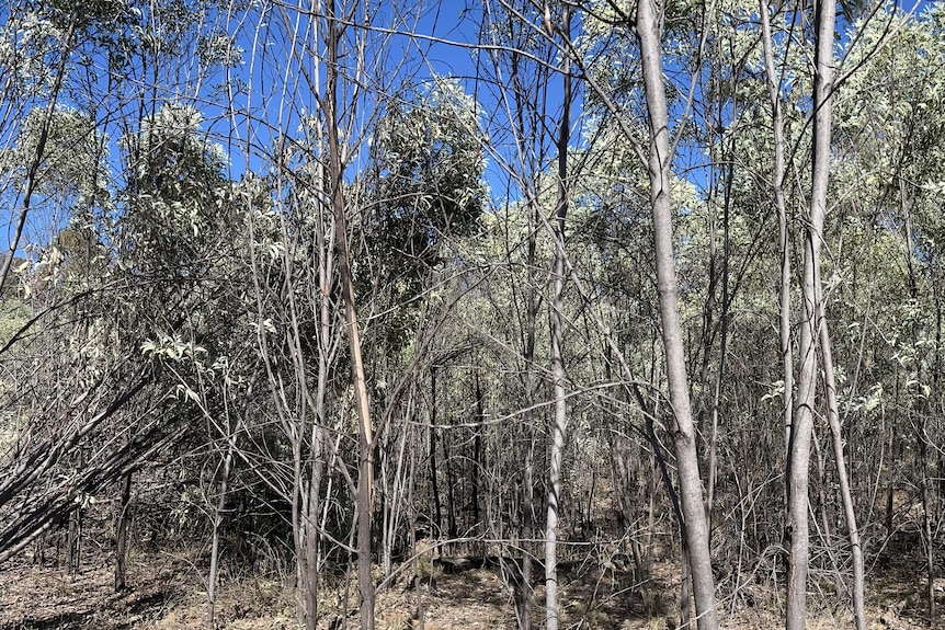 A view of a dense bushland. Trees are skinny and grey but are packed in together with dead brush covering the dirt floor 