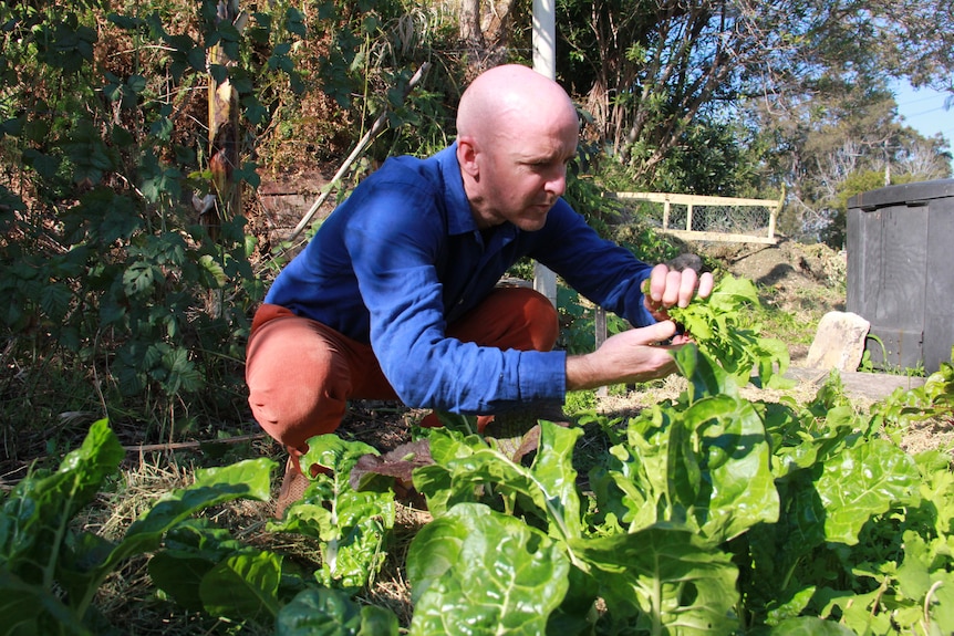 Crouching man picks leaves from silverbeet plant in vegetable garden. 