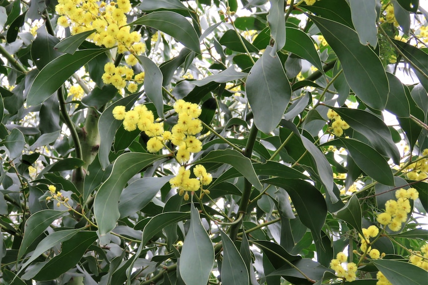 Close-up of the golden wattle's yellow fluffy blossoms and large thick grey-green leaves 