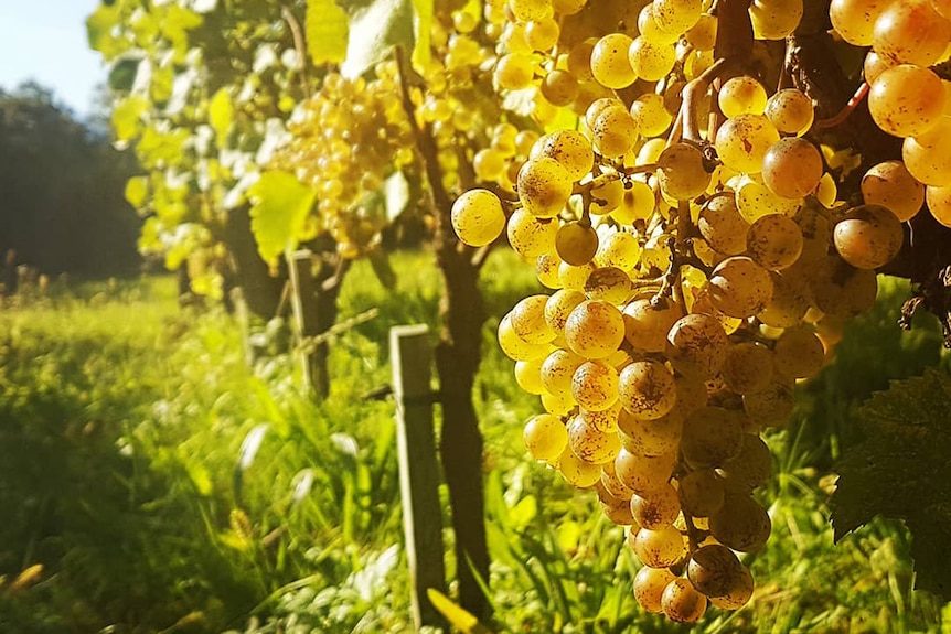 A bunch of Petit Manseng grapes hanging in a French vineyard.