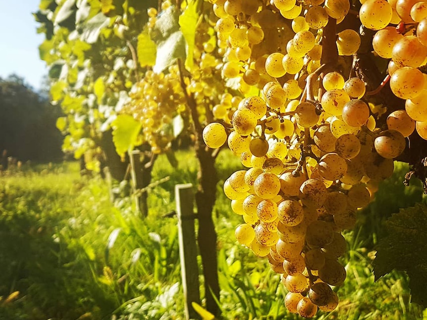 A bunch of grapes growing in a sundrenched French vineyard.