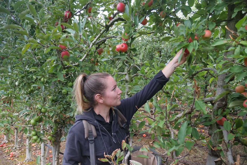 A backpackers stands in an apple orchard in Manjimup, WA.