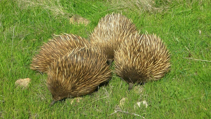 echidnas