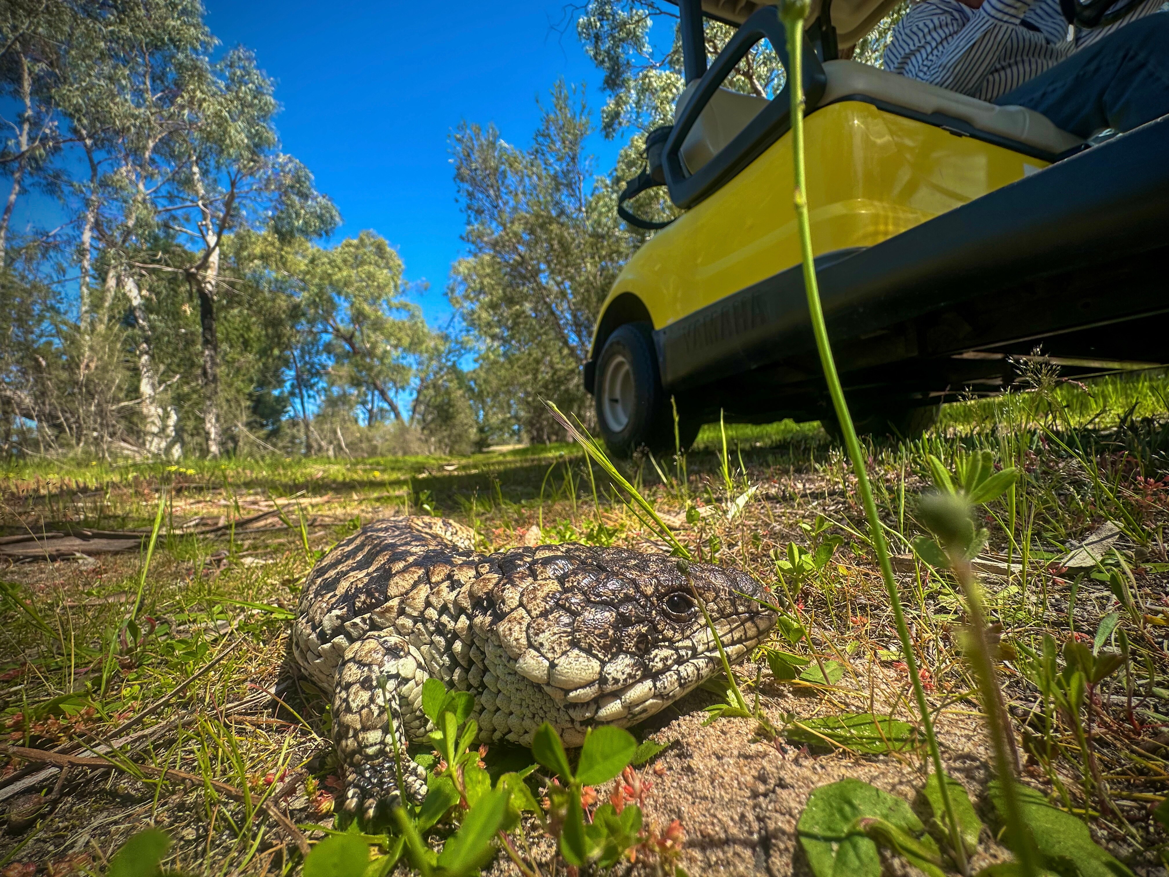 Stumpy lizard in the foreground between some weeds, yellow golf caddy in the back