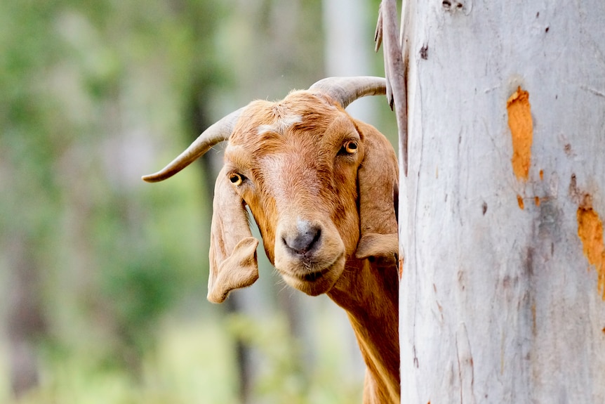 A brown goat looking out from behind a tree