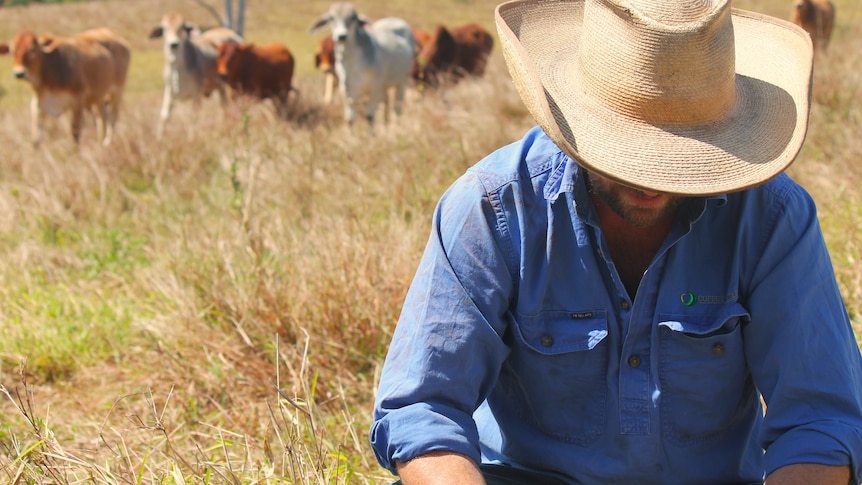 A farmer is pictured wearing a hat and a blue shirt. Behind him are cows curiously looking at him.