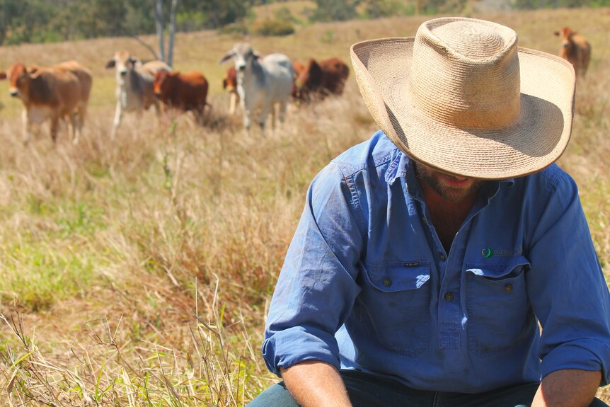 A farmer is pictured wearing a hat and a blue shirt. Behind him are cows curiously looking at him.