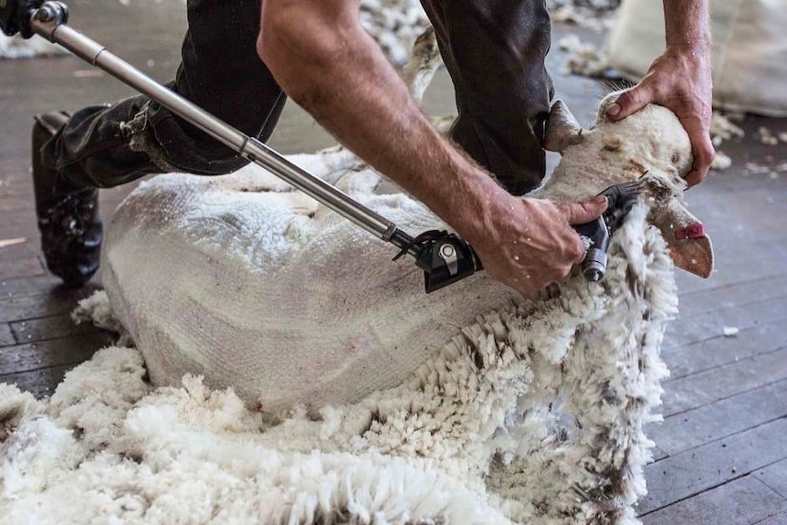 A shearer shears a sheep near its neck, leaning over the sheep and holding its head in place.