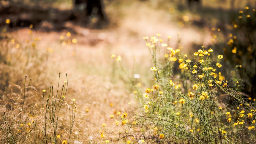 Yellow wildflowers grow in a field alongside brown grass.