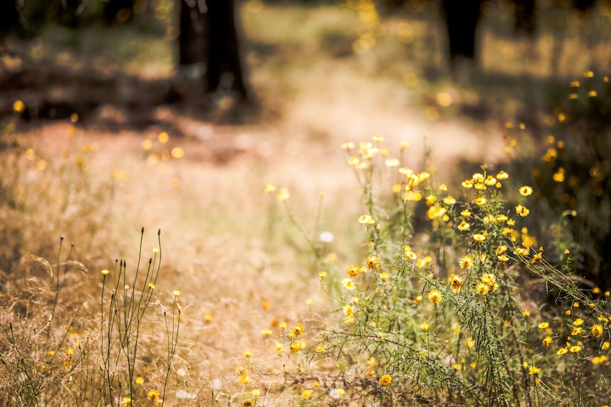 Yellow wildflowers grow in a field alongside brown grass.