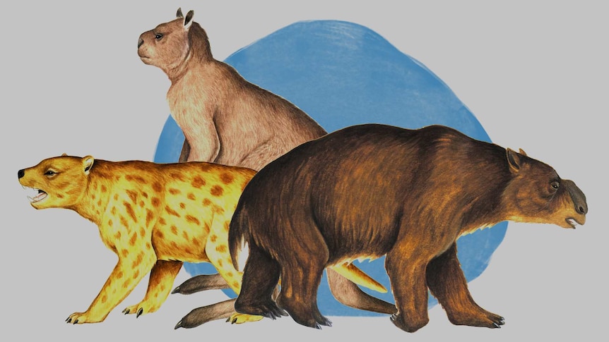 Illustrations of a Diprotodon optatum, Procoptodon goliah and Thylacoleo carnifex.