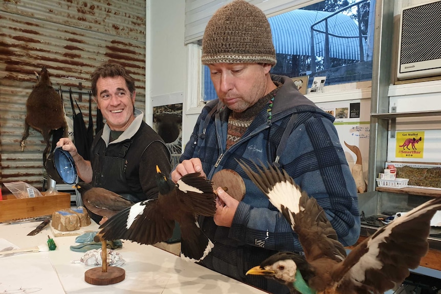 Man examines taxidermied Indian myna bird at a work bench while another man, smiling, watches on.