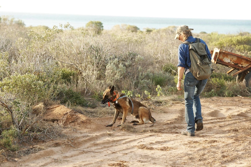 A Belgian shepherd with a muzzle looks into scrubland on Dirk Hartog Island with a woman wearing a backpack and cap behind.