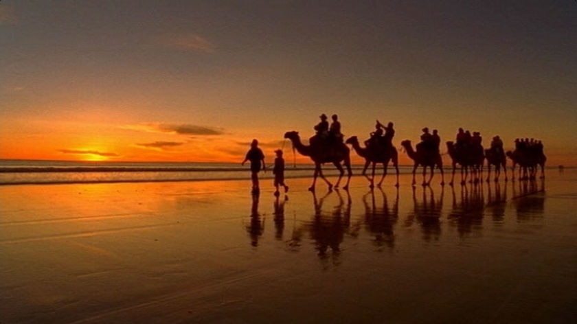 Broome camels walking on Cable Beach