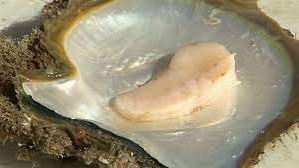 shell shell open with white pearl meat fillet showing