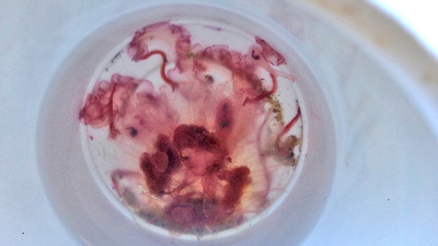 A red jellyfish found on a Gold Coast beach