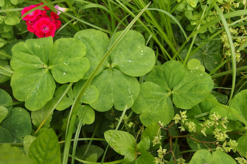 Several large green leaves shaped like clover, surrounded by other green plants.