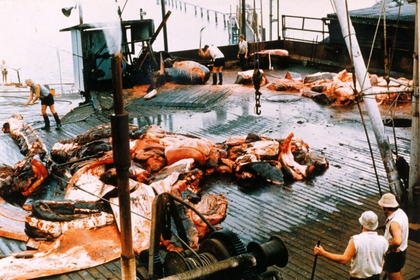 Whalers dissecting a whale carcass.
