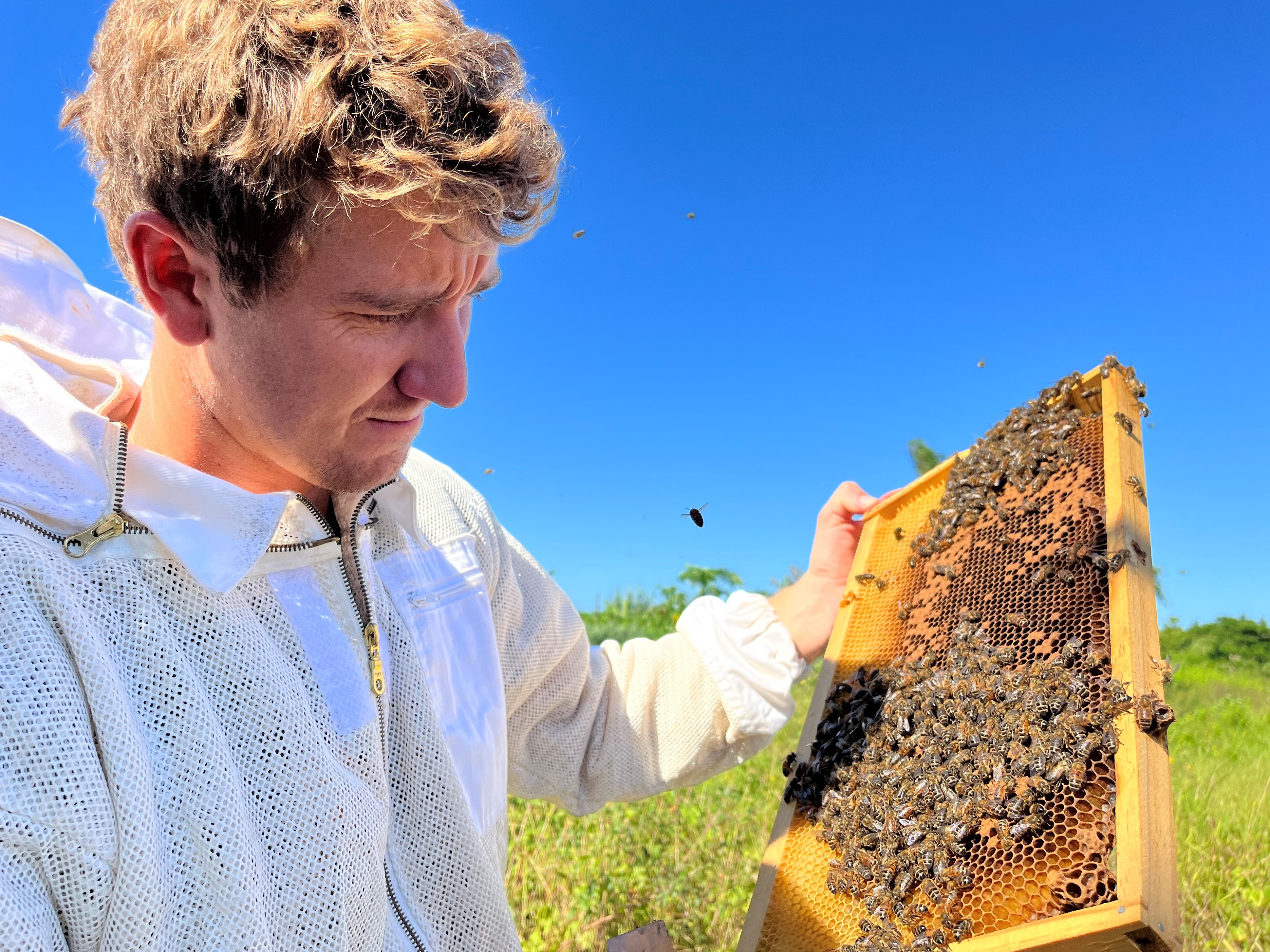 Fijian beekeepers keen to export highquality honey, but face pollen