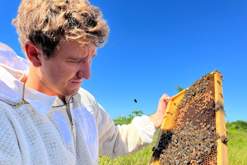 Male beekeeper looks at beehive. 